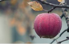 Pomme