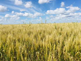 Champ de blé sous un ciel bleu