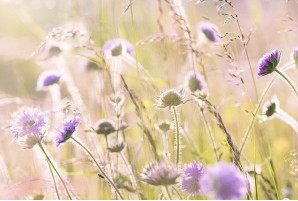 Fleurs des champs au printemps